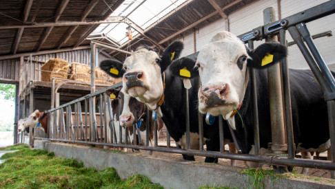 Afbeelding: Stikstof en fosfaat boven aangescherpt plafond 2025