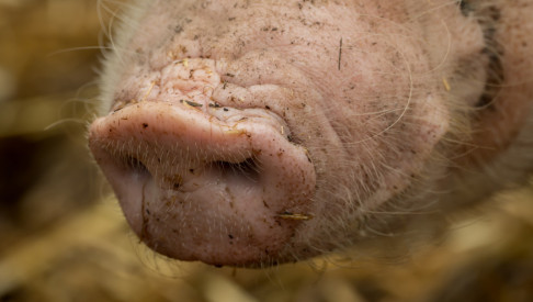 Afbeelding: 'Tot 15 procent minder varkens door uitkoop'