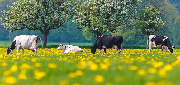 Afbeelding: 'Pacht niet voor natuur waar landbouw bijzaak is'