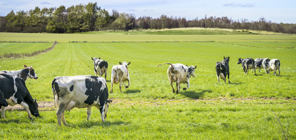 Afbeelding: Denemarken offert 10% landbouwgrond op voor bos