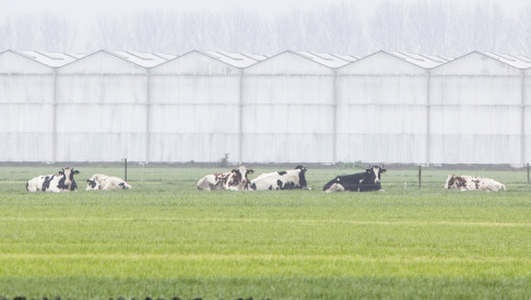 Afbeelding: Melkveehouder somber, al komt het met sector goed