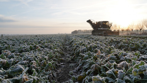 Afbeelding: Bietenoogst op een haar na geslecht